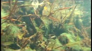 Santarem natural aquarium [upl. by Yrocaj]