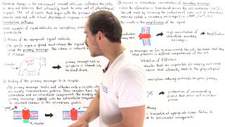 Signal Transduction Pathways [upl. by Sirret]