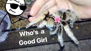 MEET all my FRIENDLY TARANTULAS  Best beginner tarantula [upl. by Preciosa879]