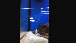 Golden Basslet a petco fish [upl. by Feilak]