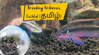 How to Breed Kribensis Cichlid Tamil [upl. by Ochs531]