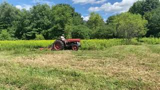 Massey Ferguson 135 diesel [upl. by Enrobialc94]