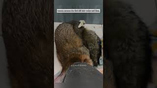 Woman rescues fox that fell into water and then fox babyfox short [upl. by Martinic251]