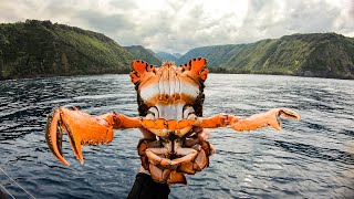 GIANT KONA CRAB Catch and Cook Spanner Crab [upl. by Leamiba]