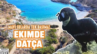 Karaya vuran dev Yunus balığı 🐬 Datçanın keşfedilmemiş tarihi koylarına devam [upl. by Abe]