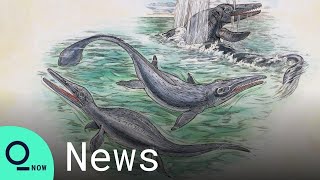 180 MillionYearOld Sea Dragon Fossil Discovered in Britain [upl. by Aierdna854]