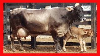 F1 PARDO SUIZO X BRAHMAN De los Mejores Cruces Ganaderos [upl. by Maurise]