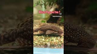 Whats the BEST Pleco for Your Aquarium [upl. by Kast53]