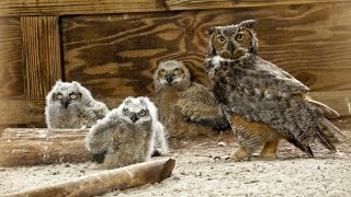 ONE Central Florida Short Owl Super Mom [upl. by Aile]