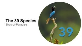 The 39 Species [upl. by Gignac878]