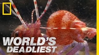 Amazing Pistol Shrimp Stun quotGunquot  Worlds Deadliest [upl. by Janean705]