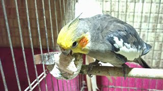 Hello Cockatiel Lovers 🙏  Cockatiel Guide videos [upl. by Flor984]