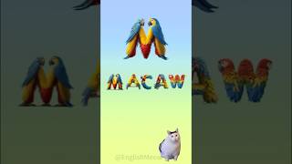 🐱 MACAW｜Magic Words [upl. by Haran]