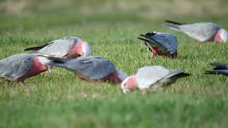 Galahs feeding in the grass at Sydney park 20241201 [upl. by Ehrsam]