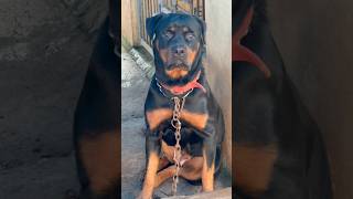 Big Rottweiler stronger kgfchapter2 bgm malayalam rocky [upl. by Reld386]