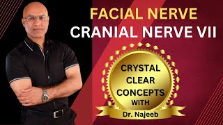 Facial Nerve  Cranial Nerve VII  Neurology  Neuroanatomy🩺 [upl. by Eeniffar716]