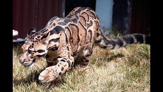 Formosan clouded leopard [upl. by Valoniah]