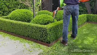 Buxus hedgetrim boxwood topiary hedge cloud [upl. by Acenes]