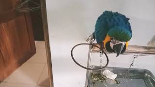 Jangan Sampai Salah  Cara Memberi Makan Anakan Burung Macaw dan Kakatua Yang Benar [upl. by Aennaej]