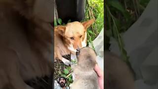 Poor corgi and puppies corgi corgipup dog ilovecorgis puppy rescue corgifun animals love [upl. by Sumaes]