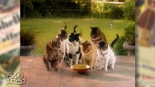 Whiskas Cat Food 1990s Advertisement Australia Commercial Ad [upl. by Yamauchi]