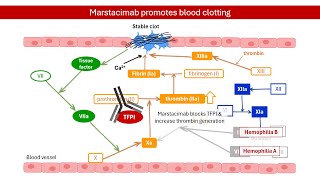 Marstacimab for Hemophilia A and B Mechanism of Action │PHARMACOLOGY [upl. by Attwood]