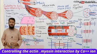 Controlling the actin myosin interaction by ca ions  control of muscle contraction  class 12 [upl. by Hershel]