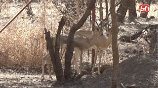 Ferme de démonstration de Wedbila  un centre délevage danimaux sauvages de plus de 140 espèces [upl. by Anom487]