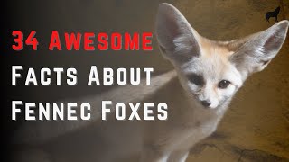 Facts About Fennec Foxes 34 Quick Facts About Fennec Foxes [upl. by Saxet]