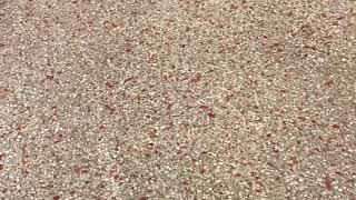 Restoring Terrazzo Flooring Diy Fort Lauderdale [upl. by Bedelia]