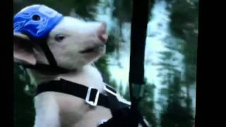 Geico pig quotpiggyquot zip line commercial [upl. by Barfuss]