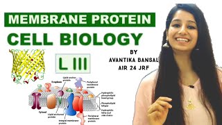 Cell Membranes How Does Stuff Get Into Your Cells Crash Course Biology 24 [upl. by Latonia]