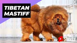 Tibetan Mastiff 🐶 One Of The Most Expensive Dog Breeds In The World shorts [upl. by Riana]