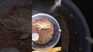 Grammostola pulchra sling molted [upl. by Arrakat]