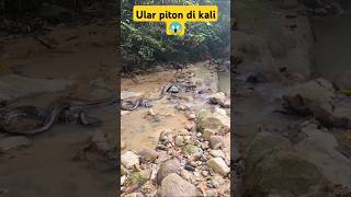 Ular piton di kaliviralvideo shortvideo youtubeshorts [upl. by Yenahteb611]