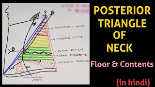 Posterior Triangle of Neck  Triangles of Neck  Head amp Neck [upl. by Esaertal]