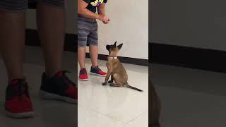 3 month Belgian Malinois training  proud from CDO 2 [upl. by Lopez]