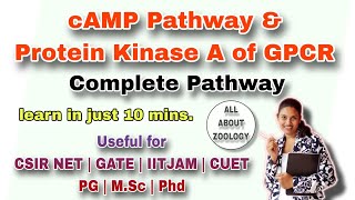 GPCR PATHWAY AND PROTEIN KINASE A ACTIVATION PATHWAY MSc Classes CELL BIOLOGY CSIRNET GATE [upl. by Edlihtam489]