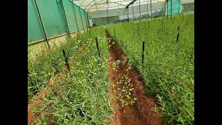 Gypsophilia Farming gypsophila Gypso Babybreathefarming modernfarming indianagriculture [upl. by Indihar]