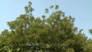 Neem tree Azadirachta indica in Delhi [upl. by Treulich]