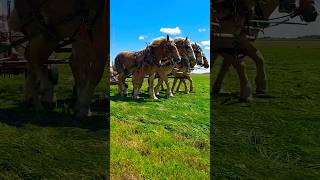 How to Rake Hay with Belgian Horses [upl. by Roswell]