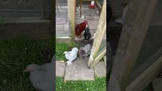 They are loving life with me and my mum happychickens henhouse chickenlife [upl. by Eelta719]