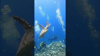 Green Sea Turtle in northern mariana islands shorts underwater [upl. by Fontana543]