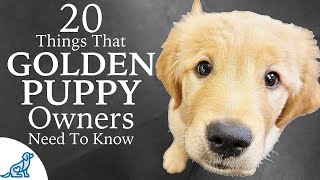 Golden Retriever Puppy First Week Home  Professional Dog Training Tips [upl. by Hercule]