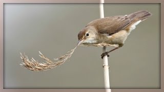 ❀ Reed Warbler [upl. by Sylram151]