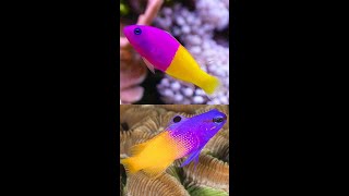 Royal DottybackPseudochromis paccagnellae [upl. by Alenoel]