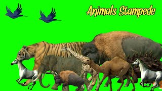 Stampede green screen  Forest green screen  Animals stampede  Cartoon animals green screen [upl. by Lana735]