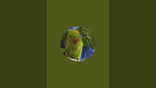 CUTE PARROT  Bhutku and Chutku is live [upl. by Gibbie]