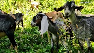 Grazing goats on 4 hectares of Mombasa and Mulato Ⅱ Grass [upl. by Ecnatsnoc]