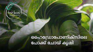 Hydroponic Pok choy  Bok Choy  Pak Choy  Seed to harvest  In Malayalam [upl. by Bohrer974]